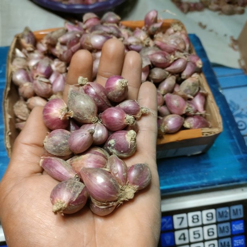 

bawang merah murah KECIL KERING