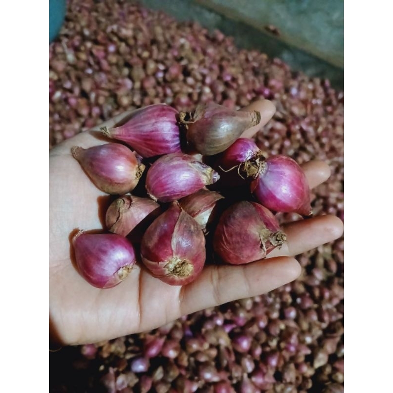 

BAWANG MERAH BESAR