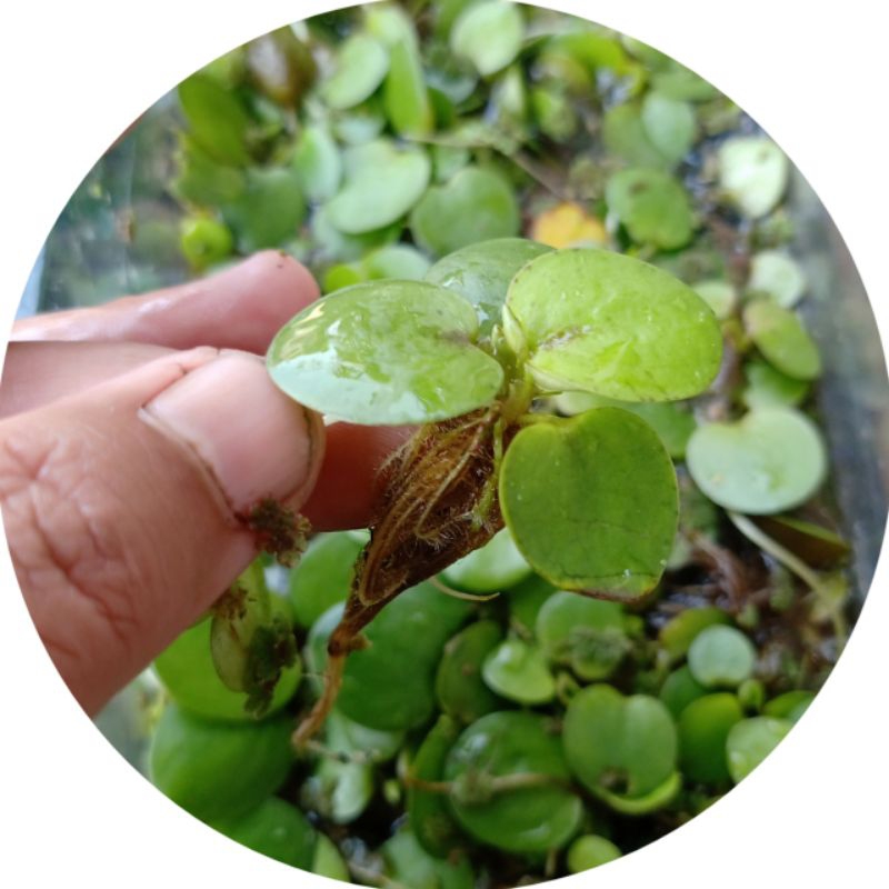 paket usaha 1kg  tanaman air Amazon frogbit, mata lele, azola merah, molista
