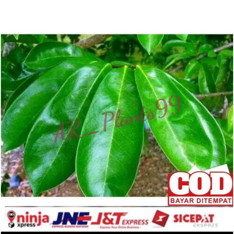 

Daun sirsak fresh 100 lembar atasi tumor dan kangker