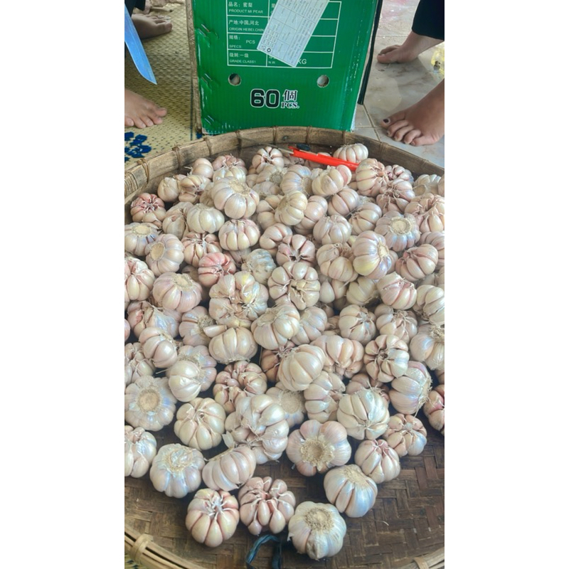 

BAWANG PUTIH SINCO 1 KG