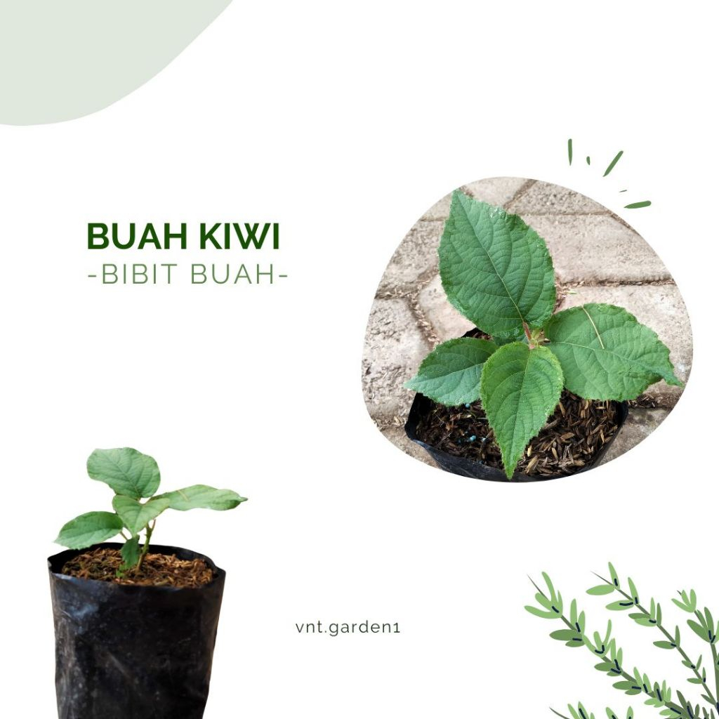 Buah Kiwi / Bibit Tanaman Buah Kiwi / Pohon Kiwi