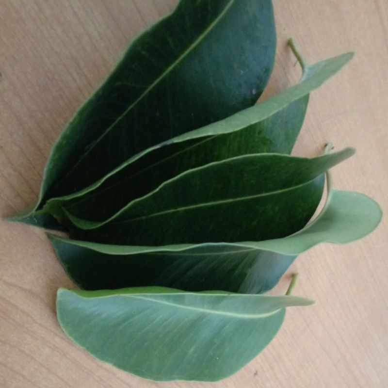 

Daun Juwet/Jamblang Obat Herbal (dari kebun Bandar Agro Mart)