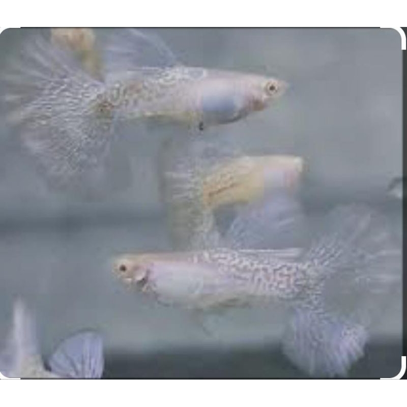 Hiasan Aquarium Albino Metal Purple Lace