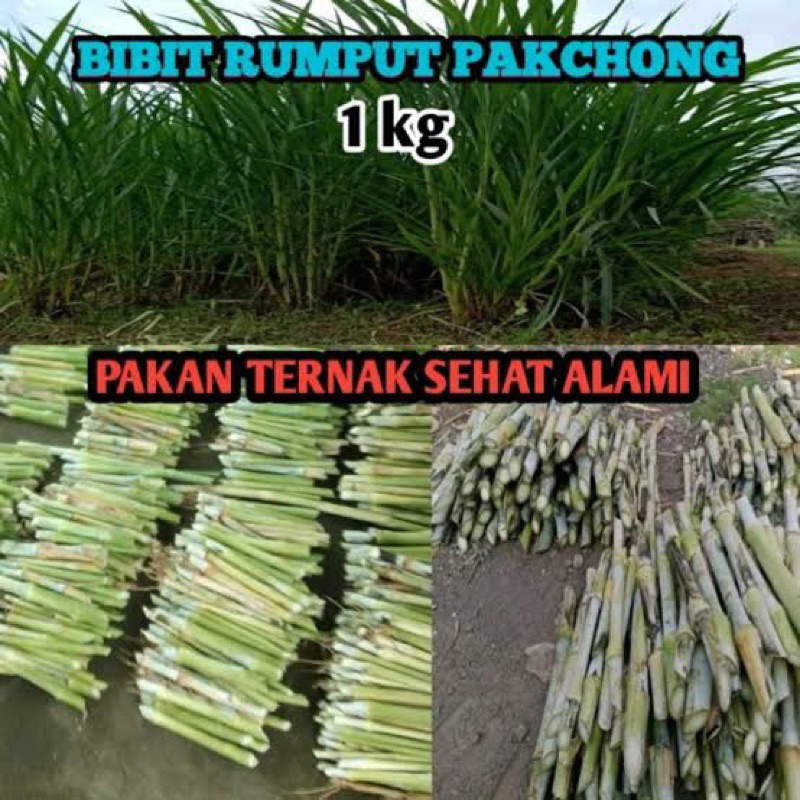 Bibit Rumput Pakcong Super 1 Kg / Bibit Napier Pakcong / Bibit Pakchong Pakan Ternak / Bibit Rumput 