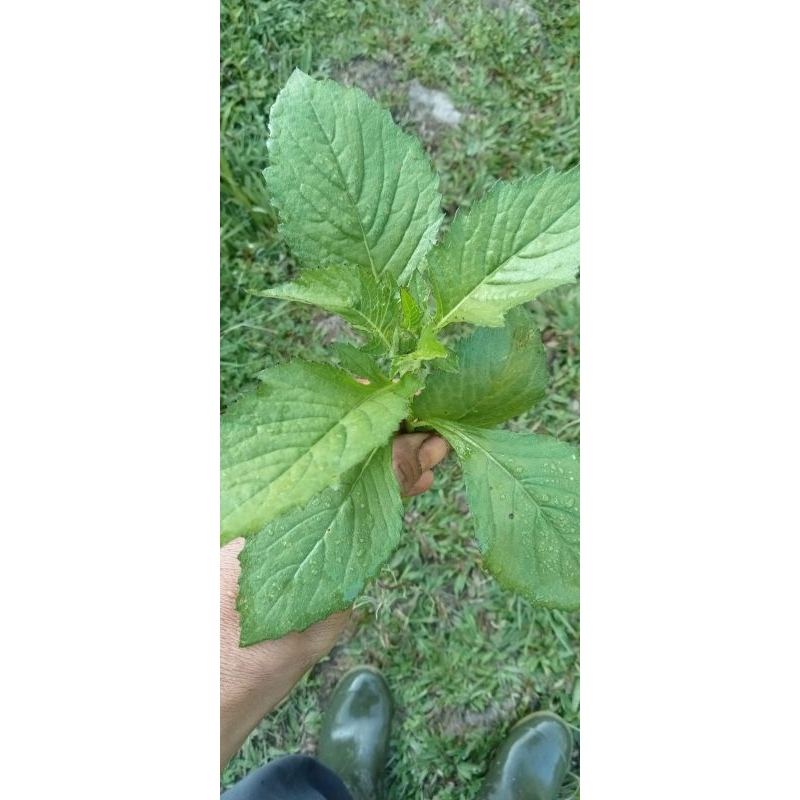 

daun sintrong/jamrong/250gram