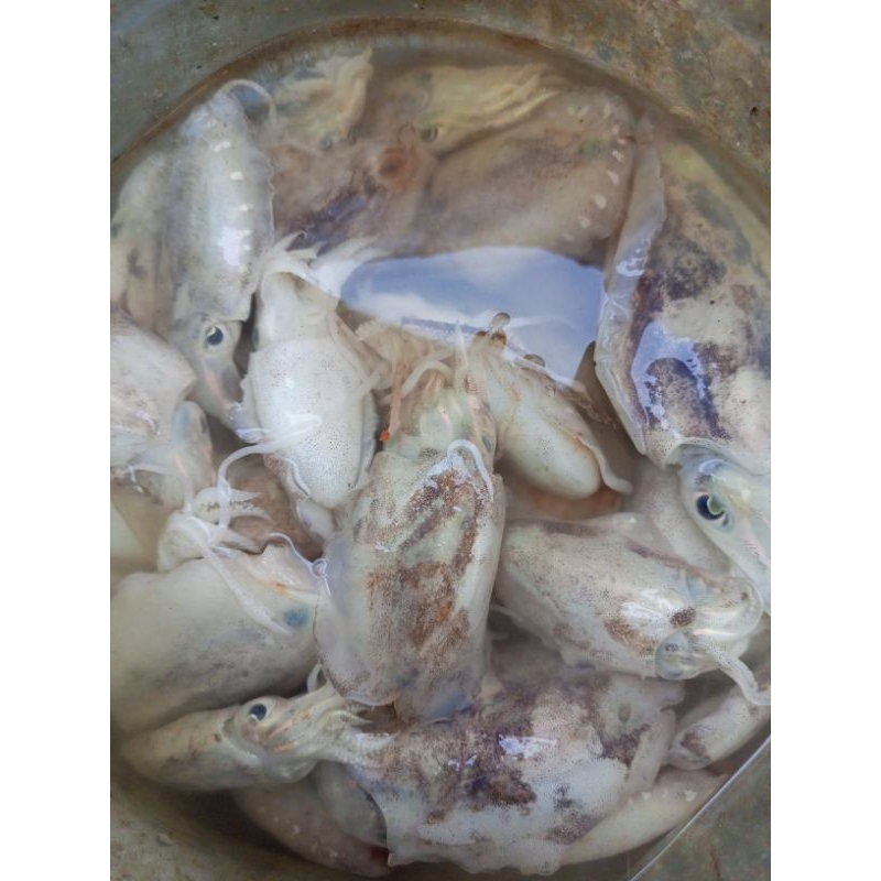 

Cumi Bekutak (Nus)