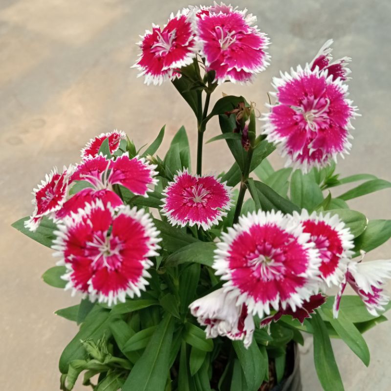DIANTUS ANYELIR BUNGA MERAH PUTIH CERAH