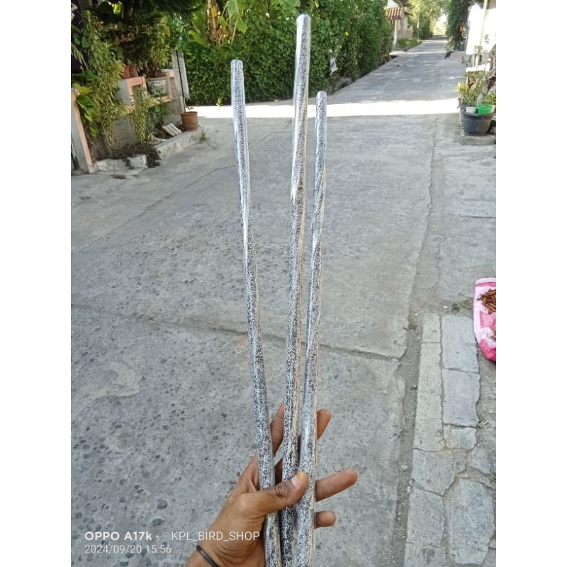 tangkringan burung murai mutiara premium