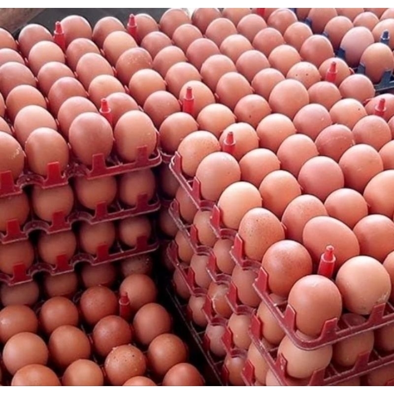 

Telur Omega Organik Jumbo 4 papan