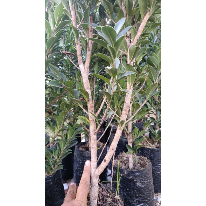 Bahan Bonsai Beringin Elegant (Ficus Elegant)