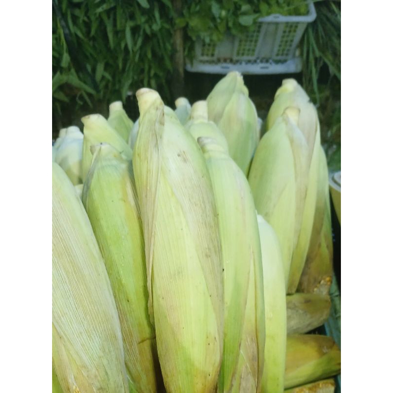 

jagung manis 5 kg promo