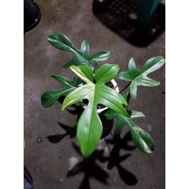 florida beauty variegata