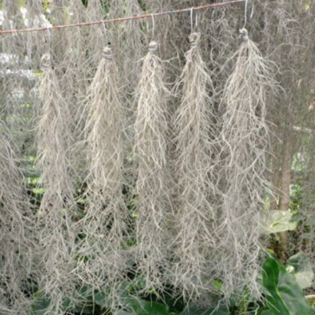 Tanaman hias jenggot dewa panjang 40 cm tanaman hias gantung jenggot musa jenggot dewa tanaamn jengg