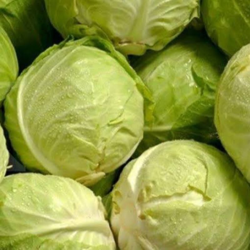 

Hijau Sayur Kol putih/Kubis