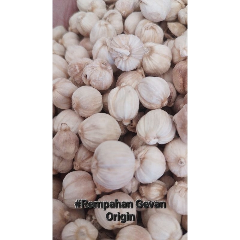 

Kapulaga Putih Kering 1000gram || 1Kg Original Rempahan