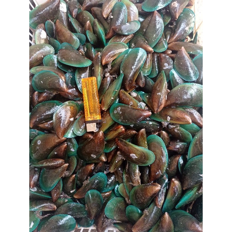 

Kerang Hijau