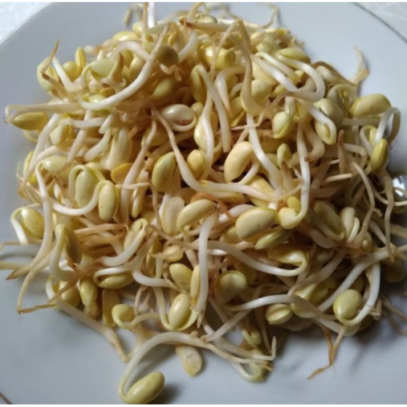 

TOGE KECAMBAH KEDELAI Super Fress 1 Kg