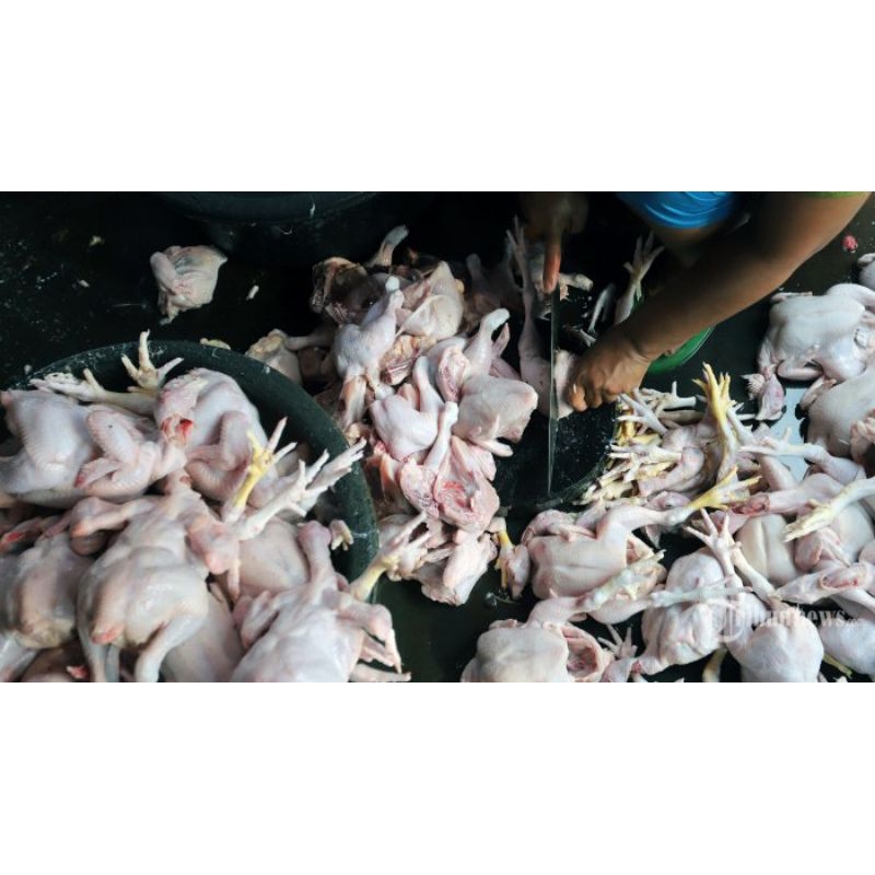 

ayam beku 1 ekor utuh berat -+2kg timbangan hidup