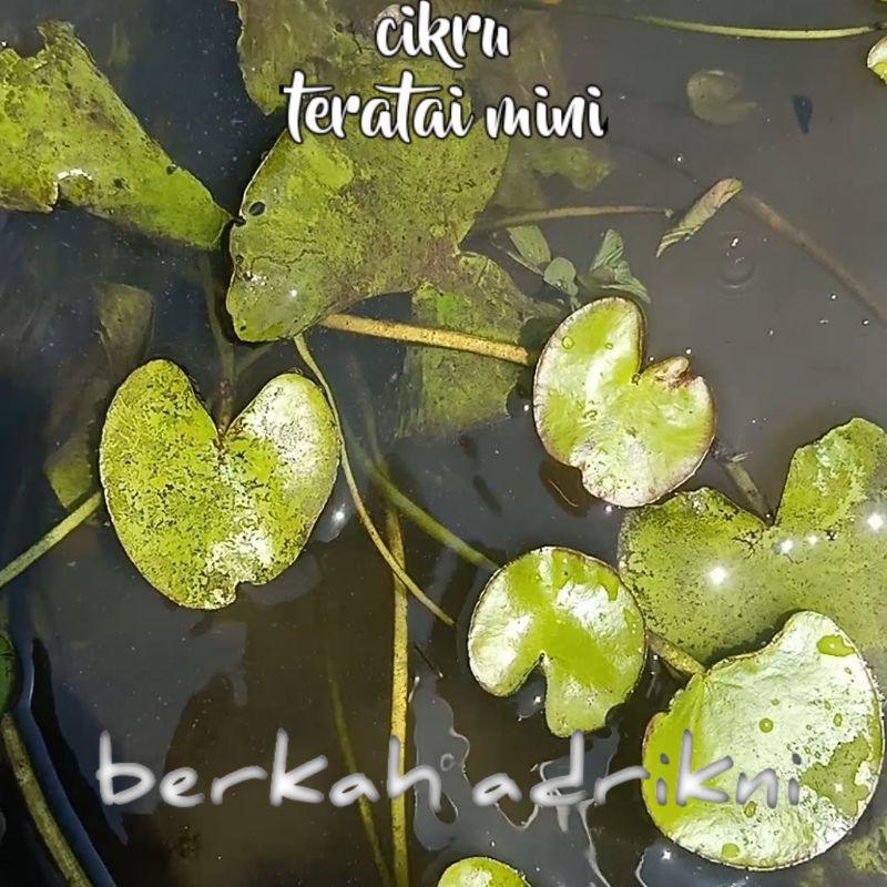 teratai mini bunga kapas