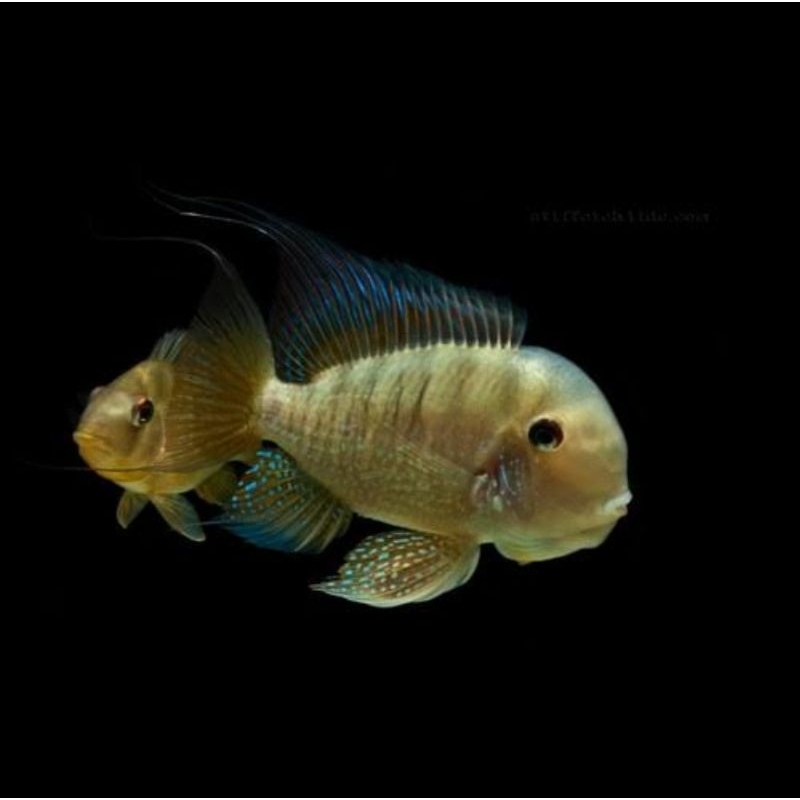 Hiasan Akuarium Balzani American Cichlid