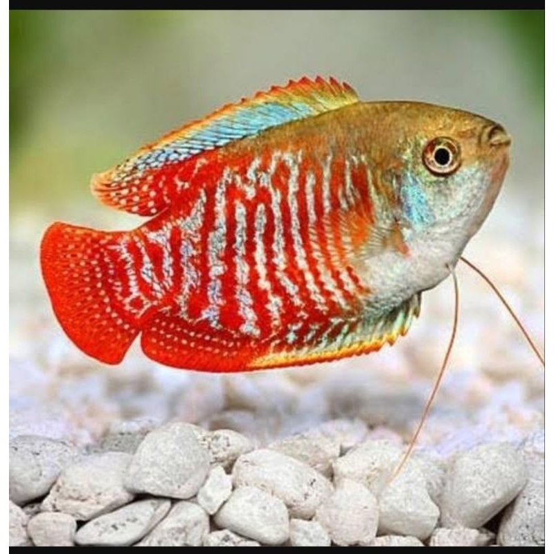 Hiasan Akuarium Gourami Dwarf Sepat ralis