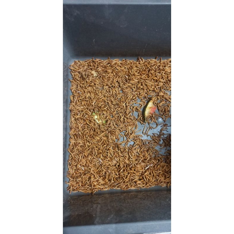 Ulat Hongkong Hidup Medan 1000 Gram / 1 Kg (Khusus Instan)