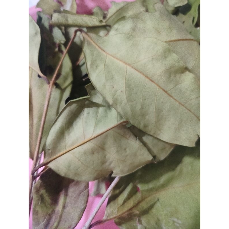 

DAUN SALAM KERING