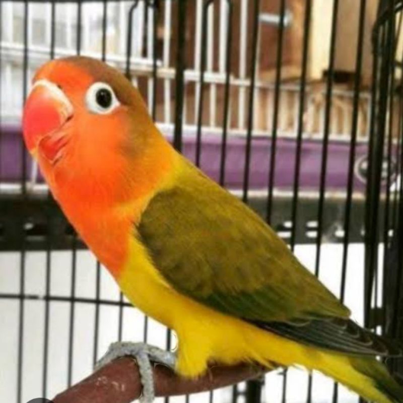Burung love bird euwing green wing promo murah lovebird