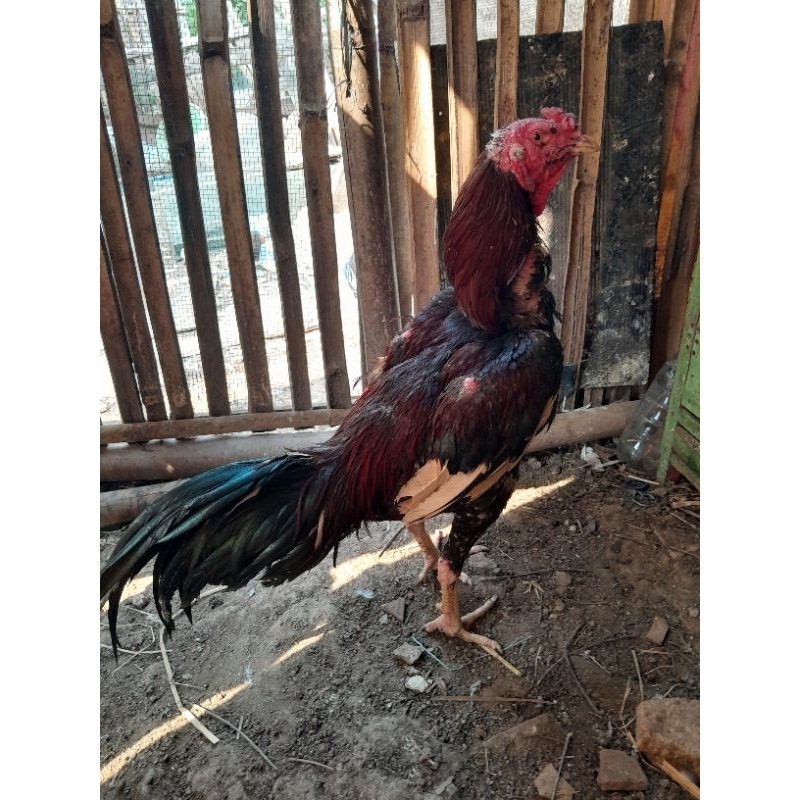 

ayam jago bangkok