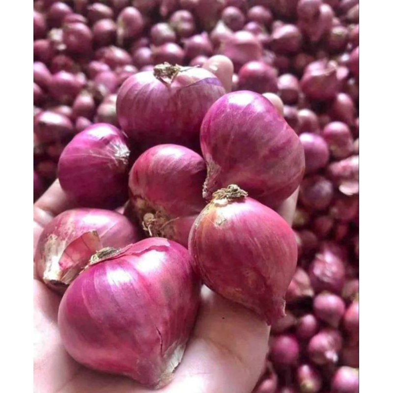 

BAWANG MERAH Super Fress 1 Kg