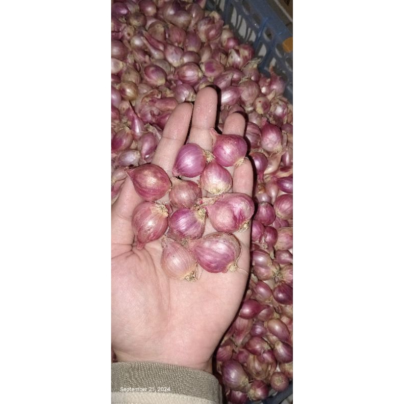 

BAWANG MERAH KECIL 1KG MURAH