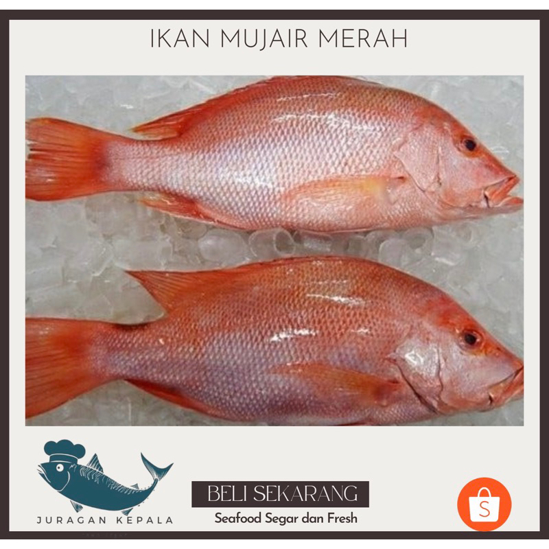 IKAN MUJAIR MERAH 1 kg
