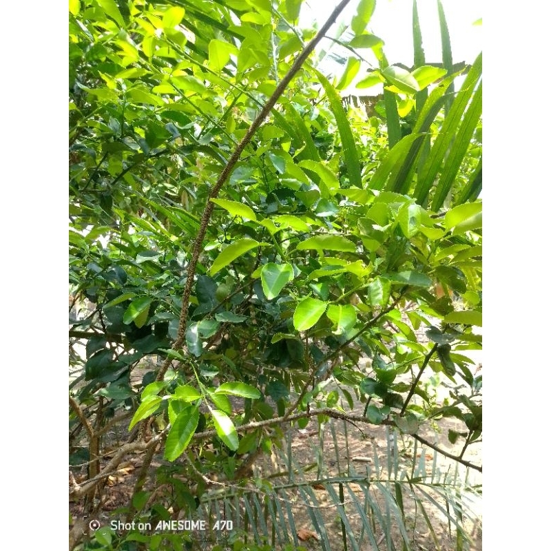 

daun jeruk purut