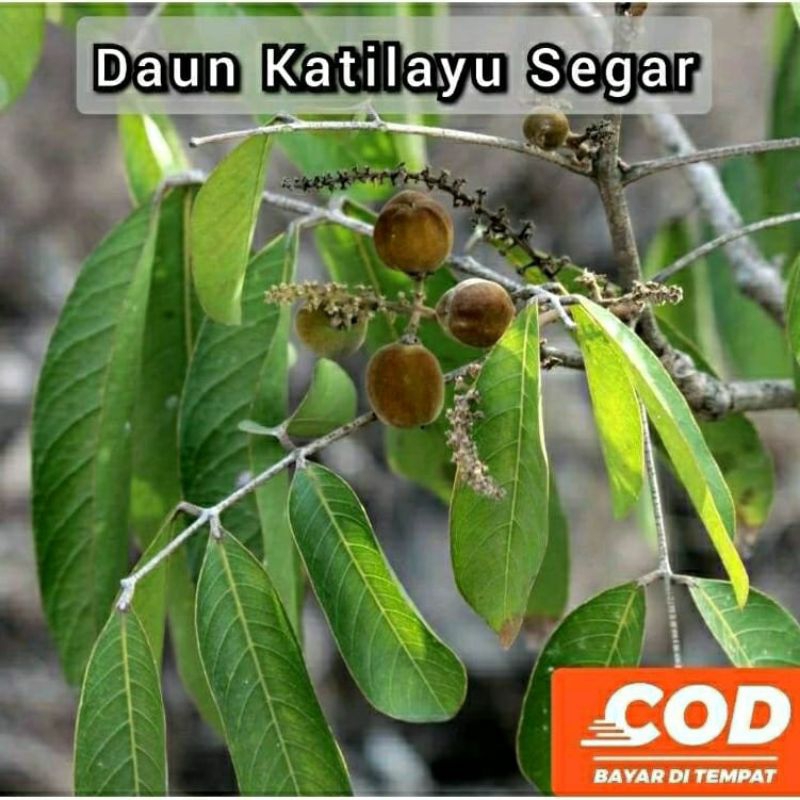 

250 GRAM DAUN KLAYU ATAU KATILAYU SEGAR ORGANIK
