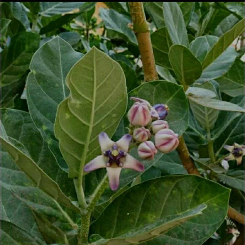 

500 GRAM DAUN WIDURI SEHAR ORGANIK D PETIK SAAT ADA ORDERAN