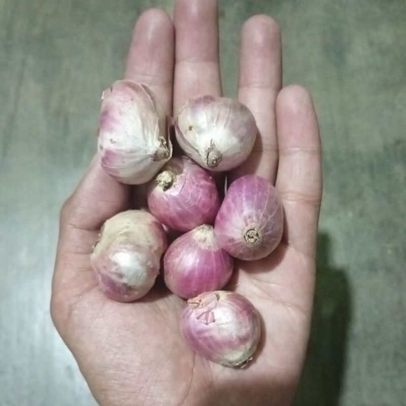 

Bawang Merah Super