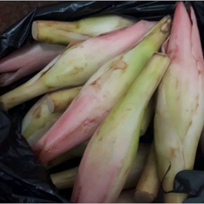 

Bunga Kecombrang Kincung bunga rias segar 1kg