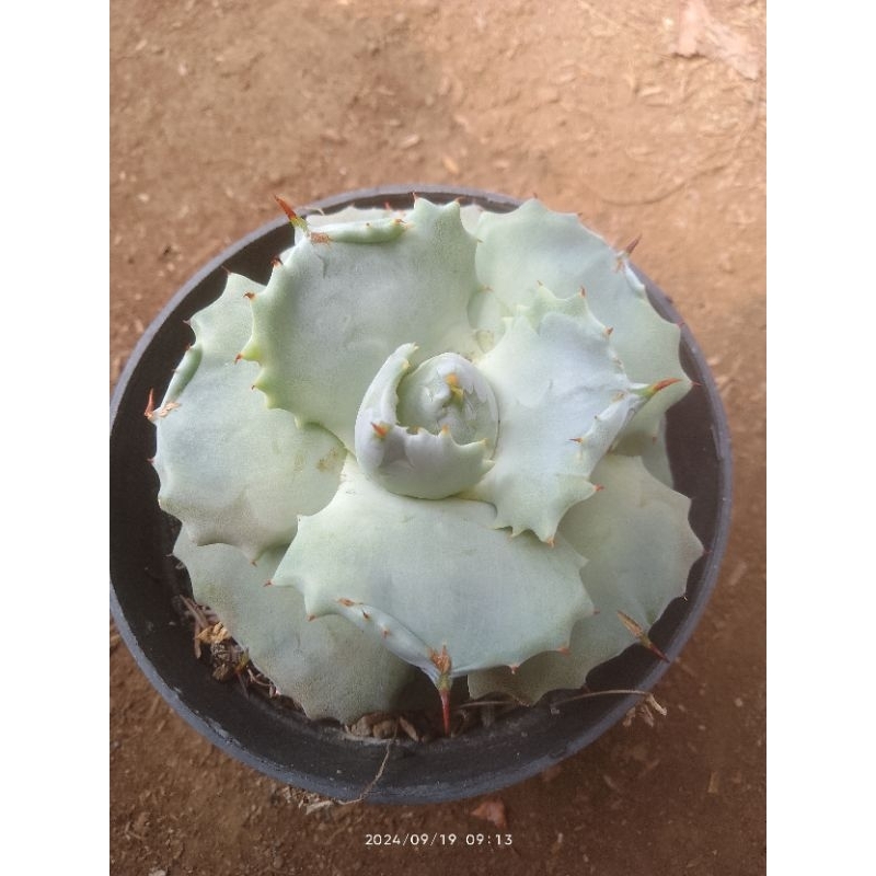 agave shajiraijin blue
