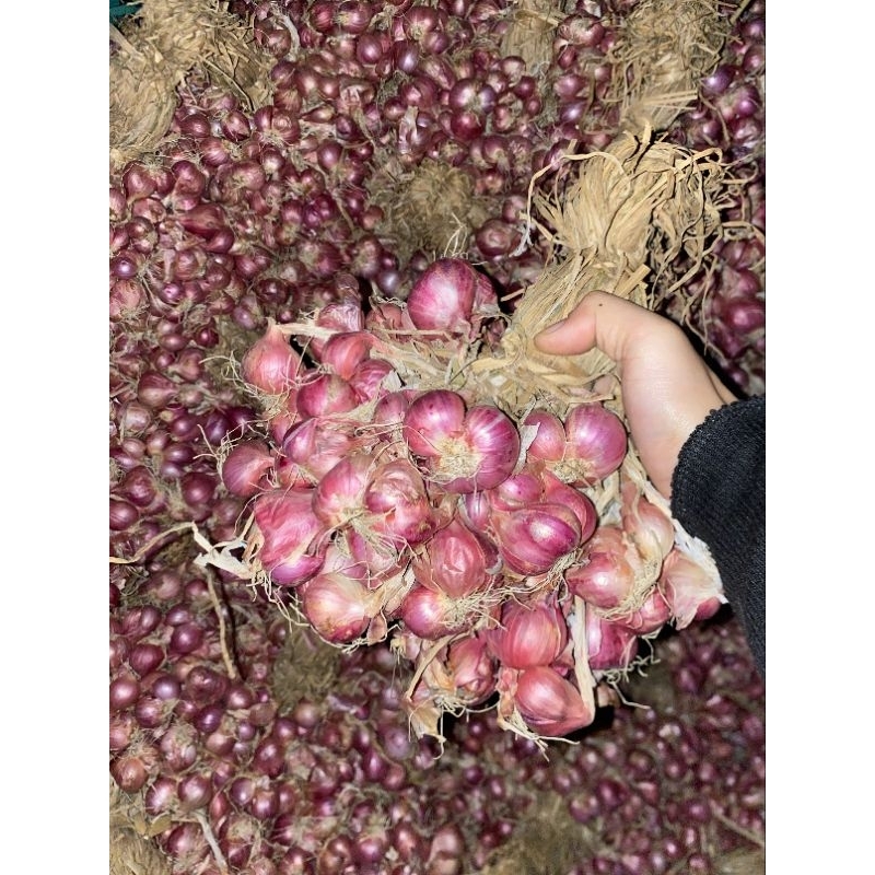 

bawang merah daunan 1ikat 1kilo lebih