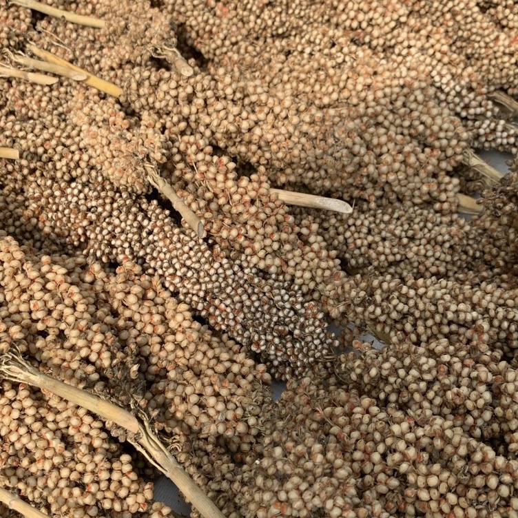 Murah Pembelian  Sorgum Putih Tangkai 1gr  Sorgum Putih Spray  Sprays Hamster  Dekorasi Kandang Hams