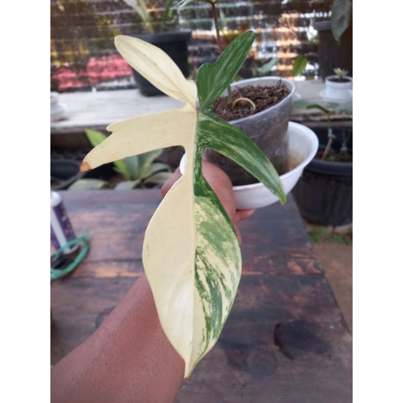 Philodendron Florida beauty