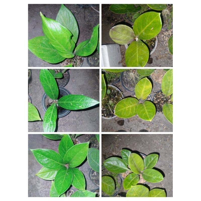 paket ekonomis jemani mangkok + cobra