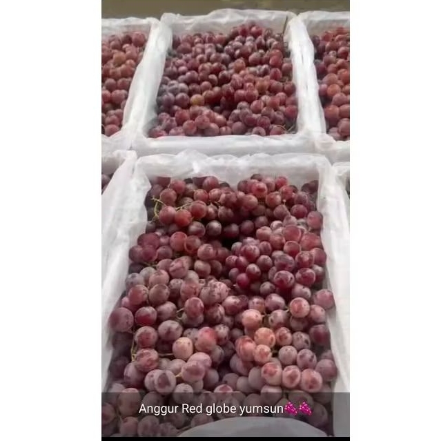 

Anggur Red Globe YUmsun 1 Dus/Bok