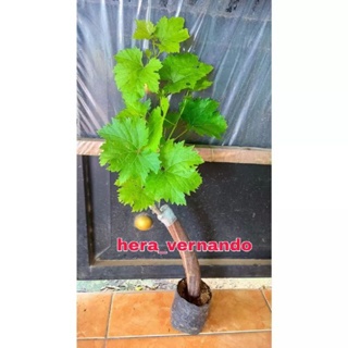 Bibit Anggur Shine Muscat Grafting Cepat Berbuah