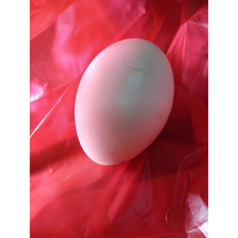 

RB Telor angsa/ telor soang fresh untuk konsumsi