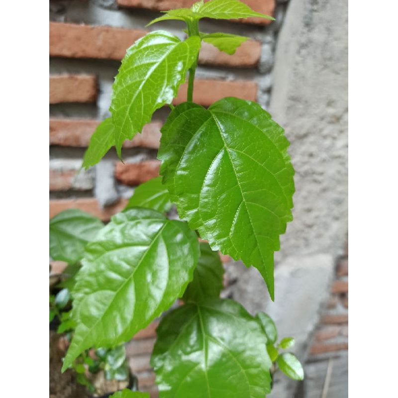 BIBIT DAUN SINGKIL BESAR HIDUP 1PCS