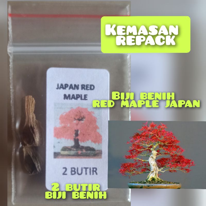kemasan repack 2 butir biji benih bonsai Japan red maple impor