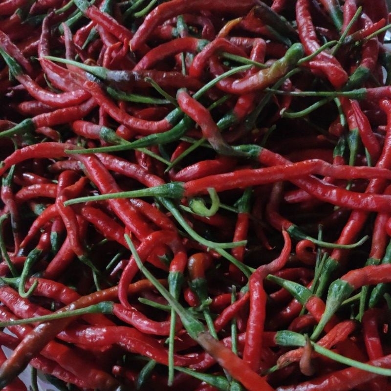 

Cabai kriting merah 250 gram