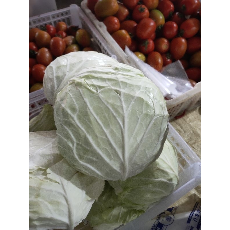 

Kol atau kobis kemasan 1 kilo